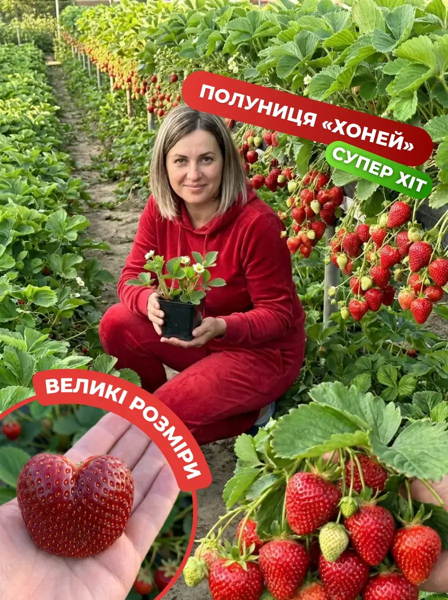 Полуниця Хоней